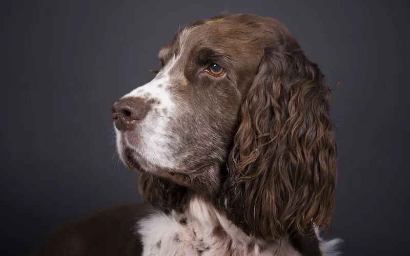 Animal photography part 13: Various general tips