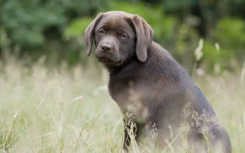 Animal photography part 13: Various general tips