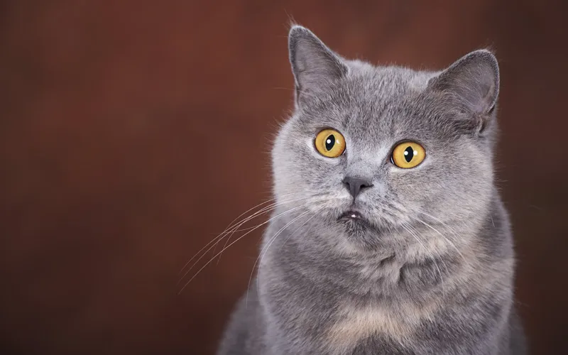 Animal photography part 13: Various general tips