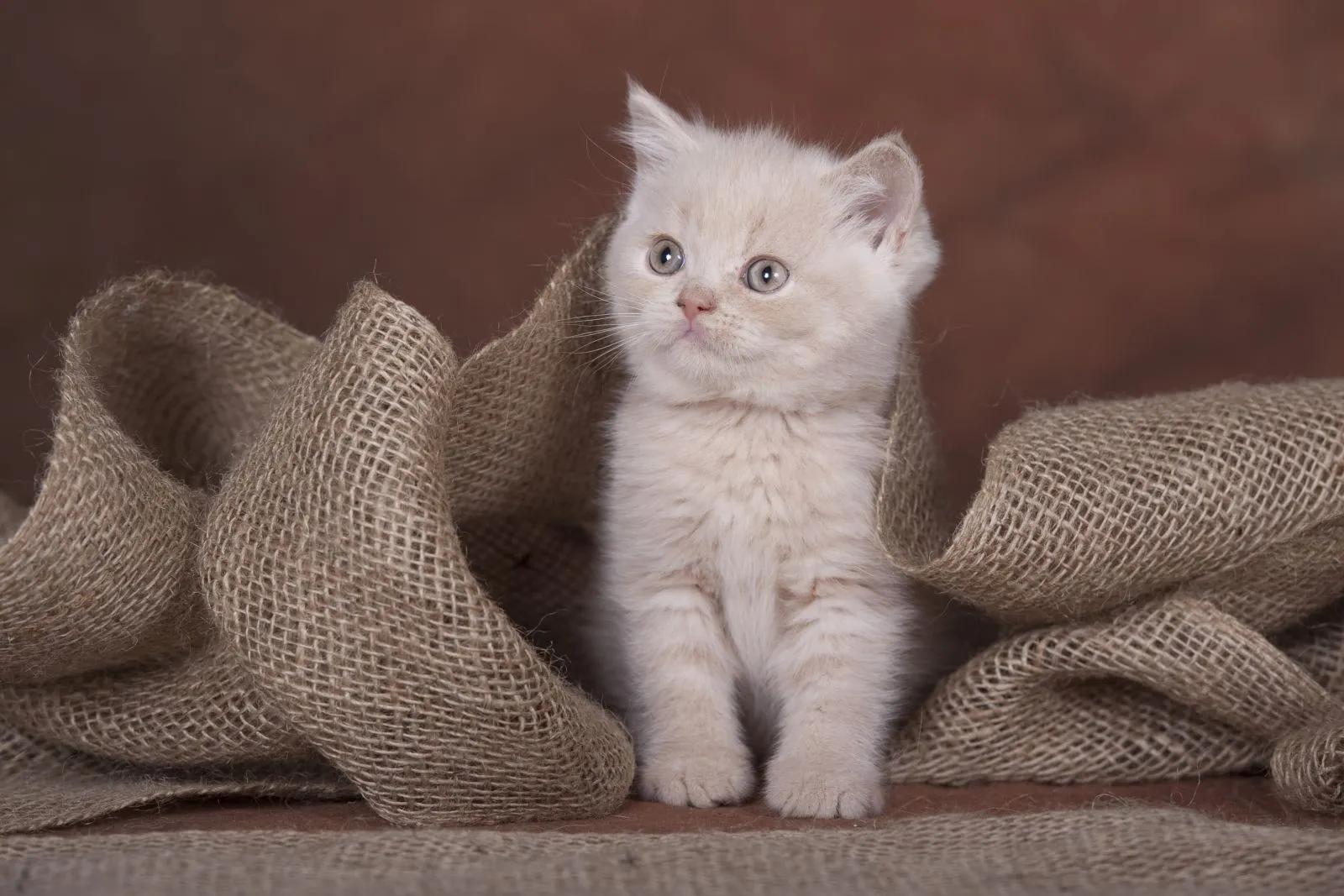 Animal photography part 13: Various general tips