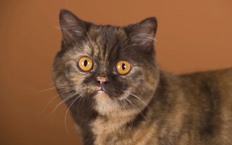 Animal photography part 13: Various general tips