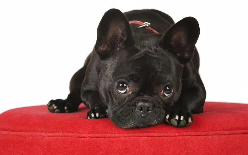 Animal photography part 13: Various general tips