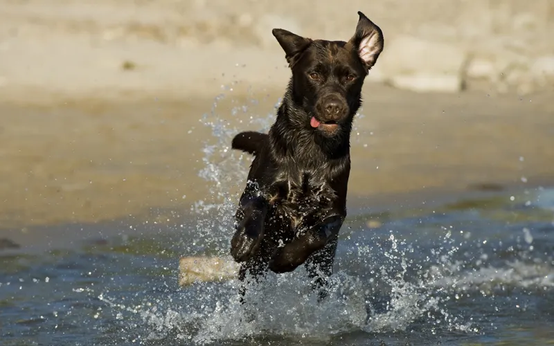 Animal photography part 13: Various general tips