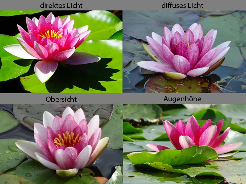 Lotus Tea advertising poster - Part 01 - Brainstorming