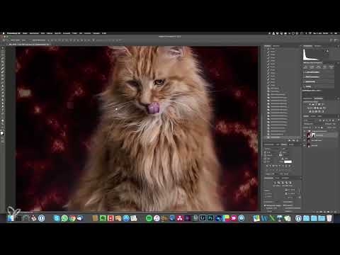 Epik kedi portrelerini kendiniz &ccedil;ekin - 6 G&ouml;r&uuml;nt&uuml; d&uuml;zenleme, B&ouml;l&uuml;m 3/3