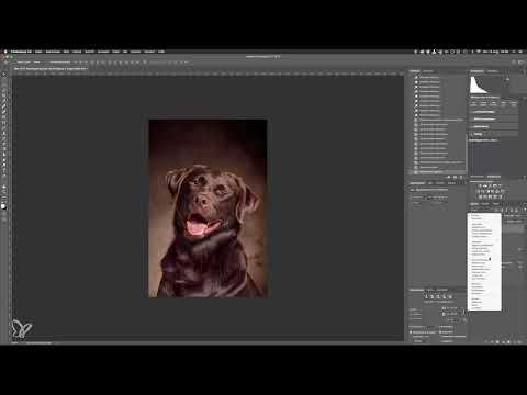 Paso a paso: retratos de perros en el estudio - 12 Enfoque