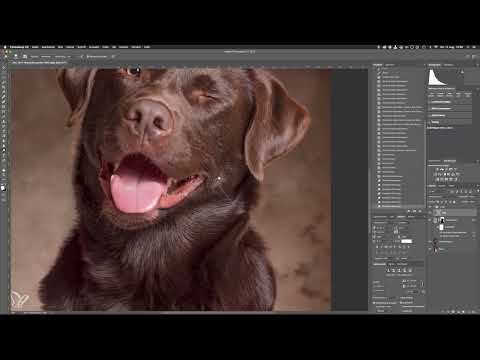 Adım adım: Stüdyoda köpek portreleri - 10 Dodge & Burn.