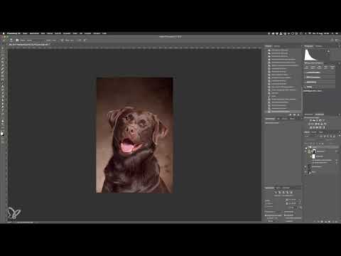 Paso a paso: retratos de perros en el estudio - 11 Ajustar el aspecto de la foto