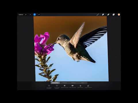 Procreate tutorial - Basics of digital drawing on the iPad: 4.1 | Selection tool