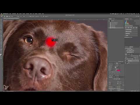 Adım adım: Stüdyoda 7 Photoshop ön hazırlığı ile köpek portreleri.