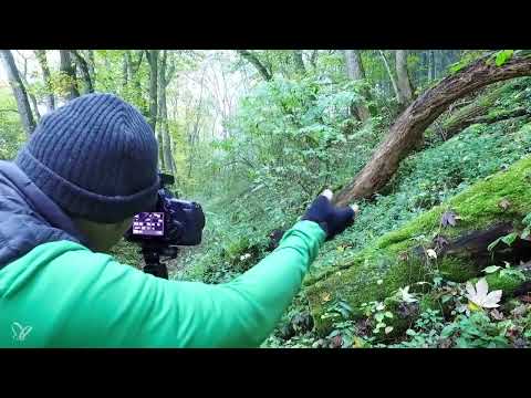 Ambiente oto&ntilde;al con el Lichtemotionist - Composici&oacute;n de 12 im&aacute;genes con camino forestal