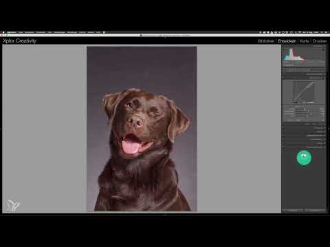 Adım adım: Stüdyoda köpek portreleri - Lightroom'da 6 temel düzenleme