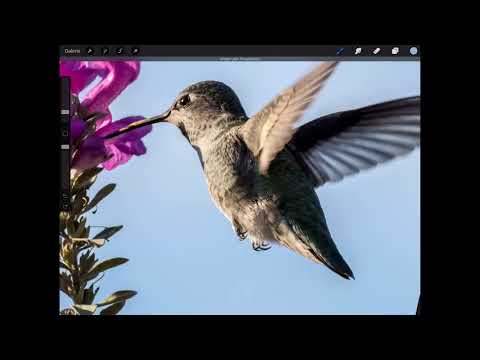 Procreate tutorial - Basics of digital drawing on the iPad: 3.7 | Layer blending modes: darkening