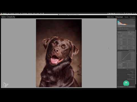 Adım adım: Stüdyoda köpek portreleri - 13 Final Ayarlamalar