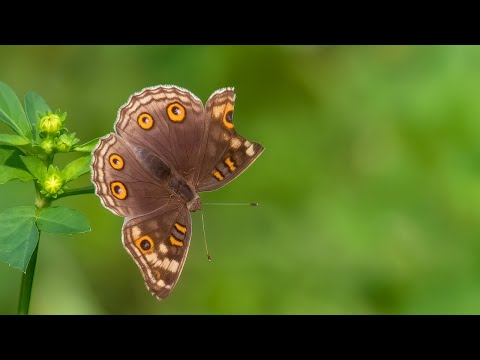 Vorschaubild: So reparierst du verrauschte und niedrig aufgelöste Videos und Fotos mit Aiarty