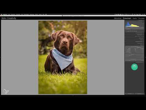 Step by step: Outdoor dog photos - 14 Final editing in Lightroom