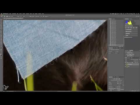 Step by step: Outdoor dog photos - 11 advanced retouching techniques